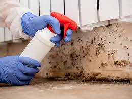 Best Basement Mold Removal in La Villa, TX